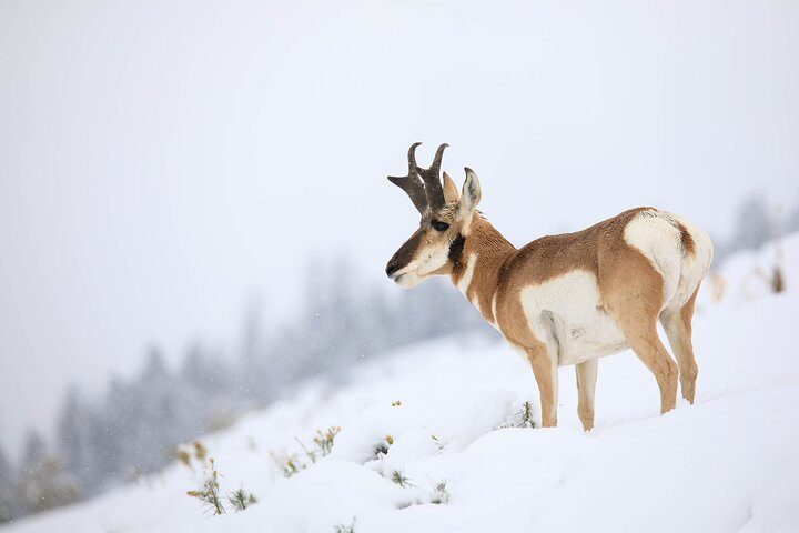 Yellowstone Winter Wildlife Safari from Bozeman - Private Tour - Photo 1 of 8
